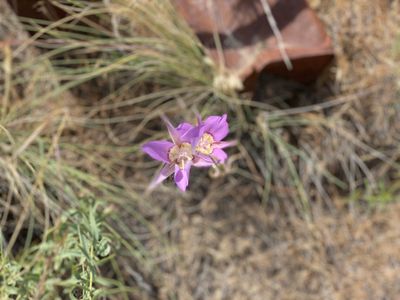 Charming centuary wildflower along Eagle Trail