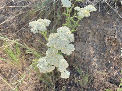 Yarrow wildflowers