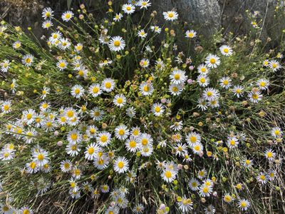 Fleabane wildflowers