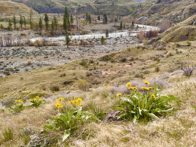 Arrowleaf balsamroot overlooking the Chelan River