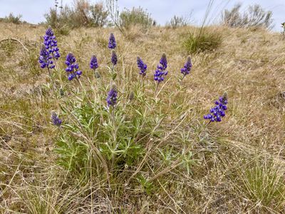Lupin already in bloom