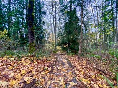 Wolf Tree Nature Trail