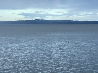 Seal swimming in Puget Sound