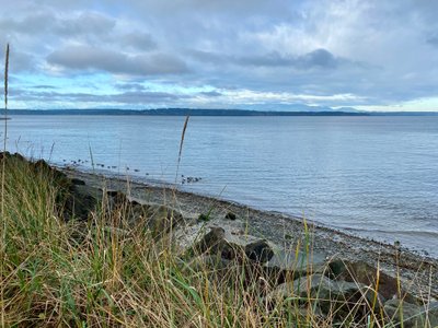 Ducks in Puget Sound