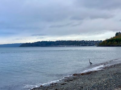 Blue heron in Puget Sound