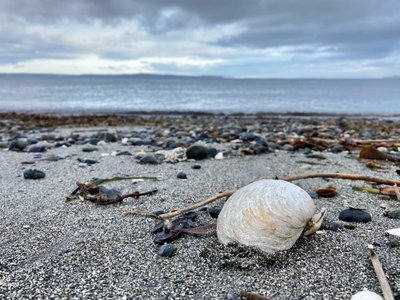 Discovery Park beach
