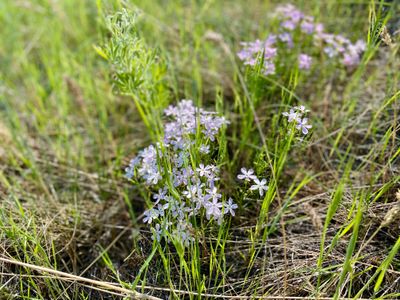 Wildflowers along Reach One Trail