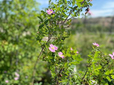 Flowering shrub along the Eagle Trail