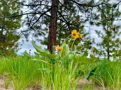 Flowers on the side of the trail