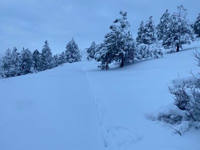 Deer trail leading the way on Waterbar Heaven