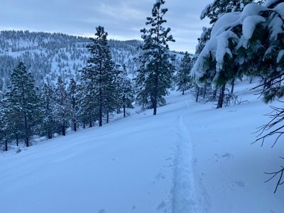 Pleasant skin up through the trees