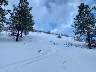 Turns coming into the trees