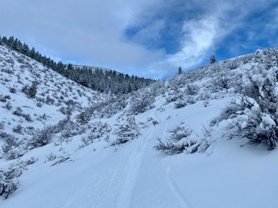Traverse through the bitterbush