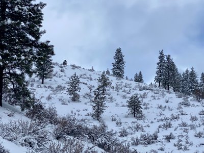 Trailbreaking group of deer