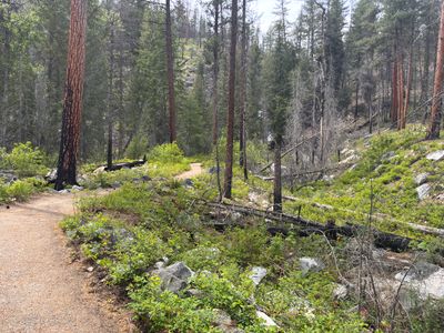 Winding through the forest
