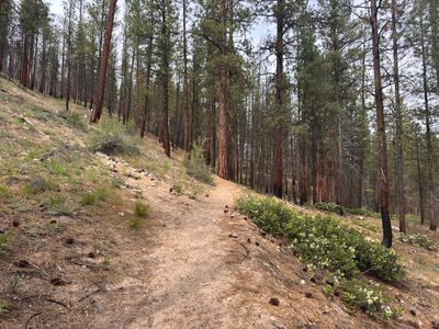 Trail above the falls