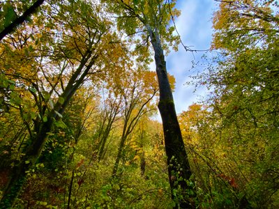 Tall trees in Frink Park