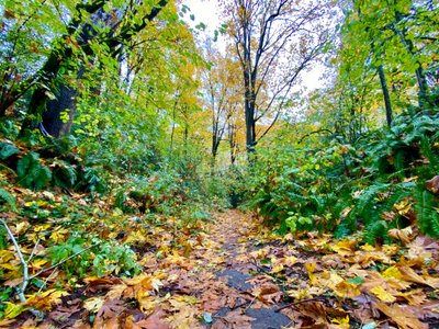 A trail in Frink Park