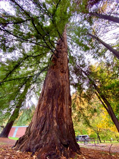 Huge tree in Madrona Park