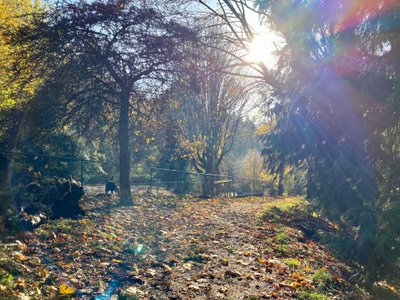 Off leash dog park at Golden Gardens Park