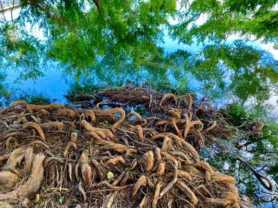 Crazy tree roots