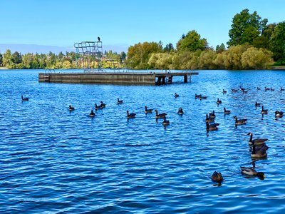 Canada Geese flock on Green Lake