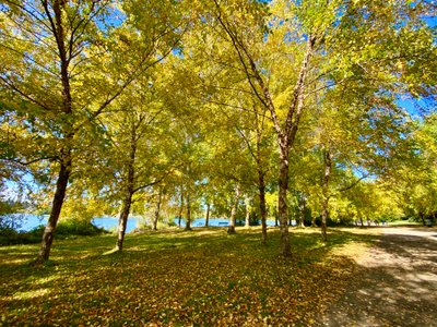 Trees along Green Lake Trail