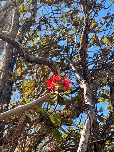 Flowering plant along the road