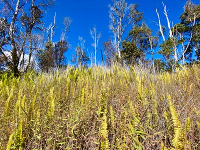 Interesting vegetation along Crater Rim Road