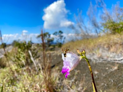Wasps you should stay away from (according to signs from the NPS)