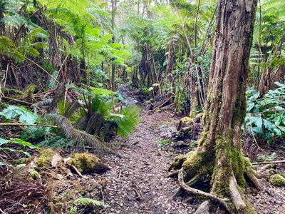 Lower Jurassic Trail