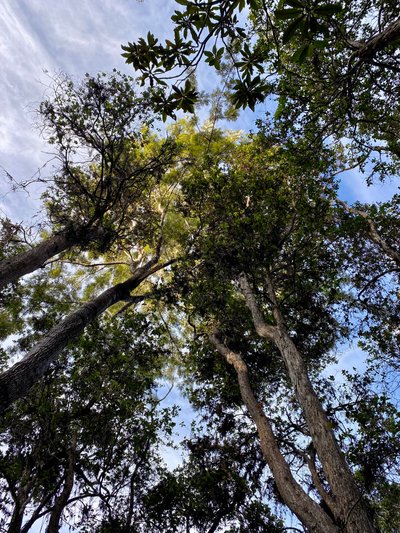 Tree canopy opening up farther along the trail