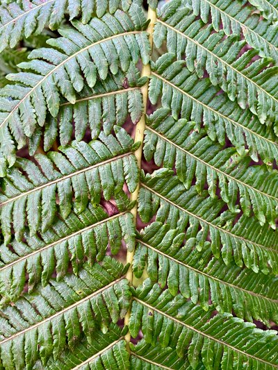 One of the many ferns along the trail