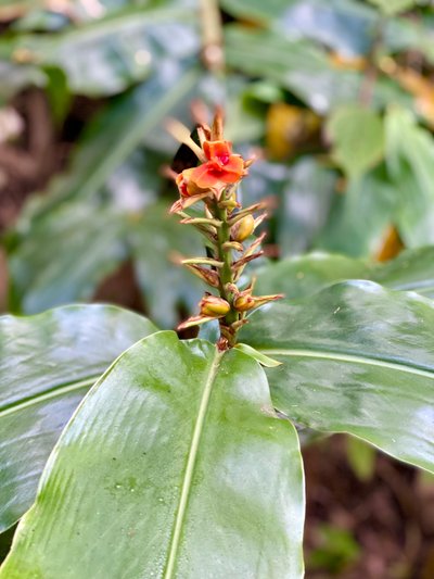 Flower along the Pipeline Trail
