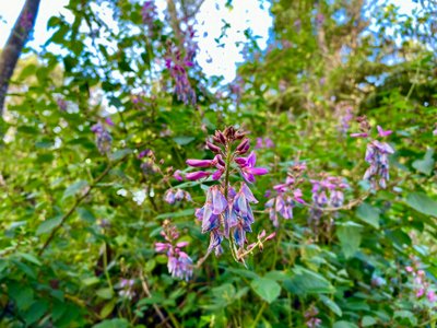 More flowers on the Pipeline Trail