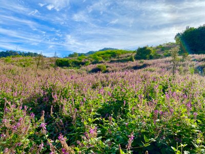 Field with flowers