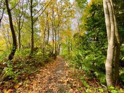Trail gently descending