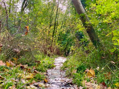 Muddy section with planks