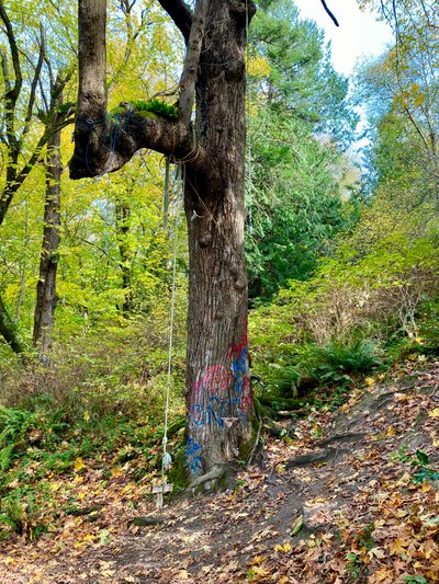 Rope swing anyone?