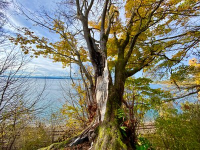 Tree overlooking Puget Sound