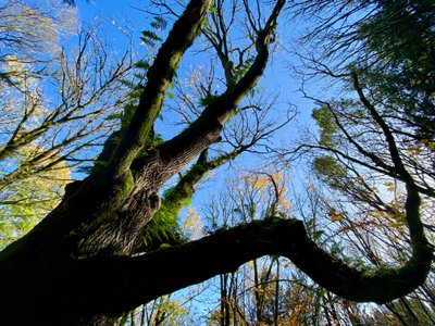 Ferns growing on a tree
