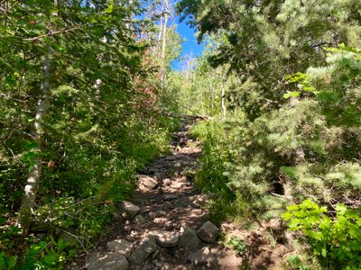 Hiking through the forest