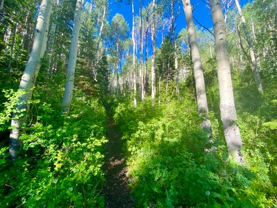 Aspen stand along Iron Mountain Trail