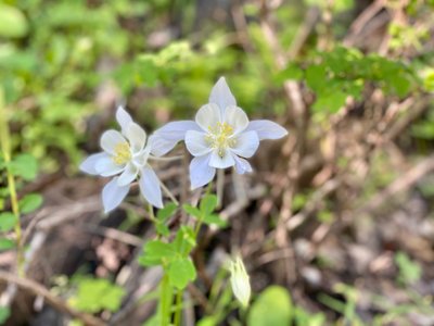 Wildflower along Iron Mountain Trail
