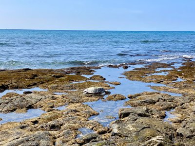 Sea turtle resting on the rocks
