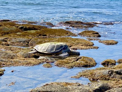 Zoomed in photo of sea turtle