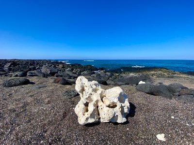 Coral on the sand