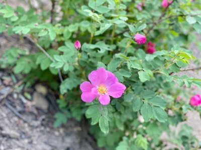 Wild flowers along the Lake Blanche Trail