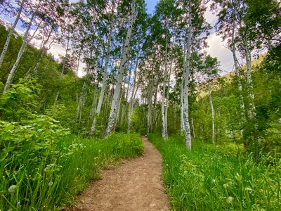 Aspen stand on the Lake Blanche Trail