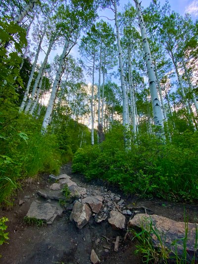 Another aspen stand along the trail